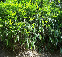 Palmata Bamboo